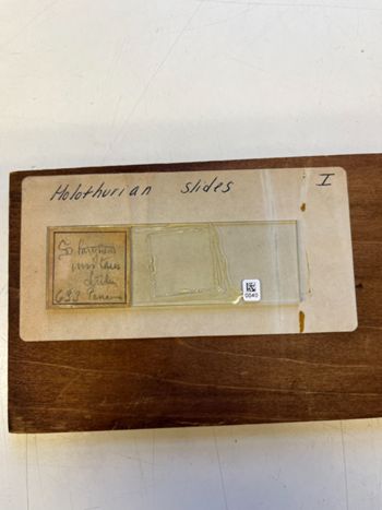 Media type: image;   Invertebrate Zoology HOL-633 Description: Photograph of microscope slide and handwritten label.;  Aspect: slide
